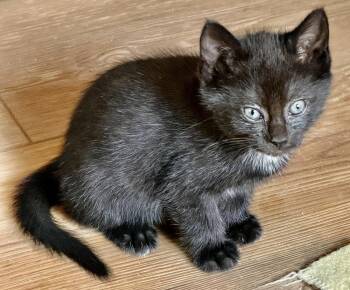 Spice -  Domestic Short Hair Cat for Adoption in Franklin, West Virginia - Spice | PetCurious