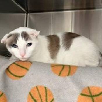 Karmel -  Domestic Short Hair Cat for Adoption in Las Vegas, Nevada - Karmel | PetCurious