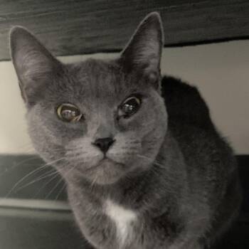 Ms Piggie -  Domestic Short Hair Cat for Adoption in Franklin, Tennessee - Ms Piggie | PetCurious
