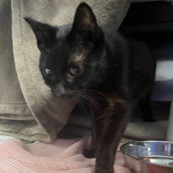 Domestic Short Hair Cats Available for Adoption - Oboe | PetCurious