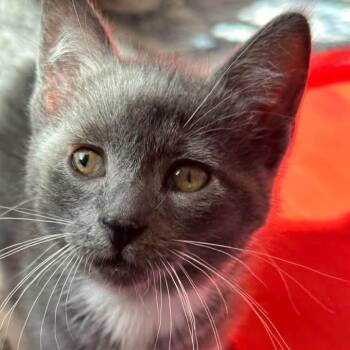 Cosmo -  Domestic Short Hair Cat for Adoption in Walker, Michigan - Cosmo | PetCurious