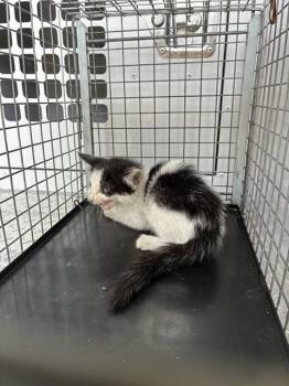MISTY -  Domestic Short Hair Cat for Adoption in Palmetto, Florida - MISTY | PetCurious