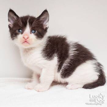 Domestic Short Hair Cats Available for Adoption in Washington, District Of Columbia - Danny Phantom | PetCurious