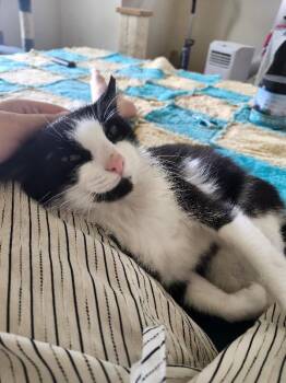 Frances -  Domestic Short Hair Cat for Adoption - Frances | PetCurious