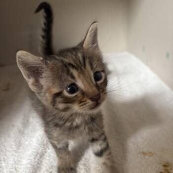Comet -  Domestic Short Hair Cat for Adoption in Dallas, Texas - Comet | PetCurious