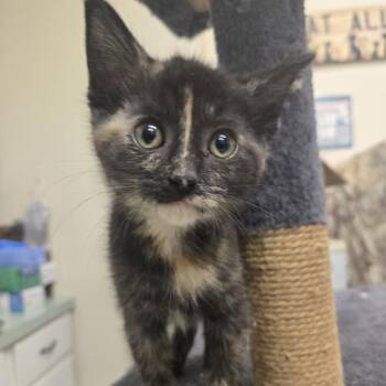 Alabama 26-177 -  Domestic Medium Hair Cat for Adoption in Tawas City, Michigan - Alabama 26-177 | PetCurious