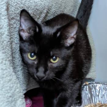 Johnny Cade -  Domestic Short Hair Cat for Adoption in Chicago, Illinois - Johnny Cade | PetCurious