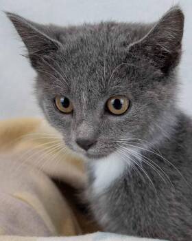 Rescue Domestic Short Hair Cats for Adoption in Kennesaw, Georgia - Kate | PetCurious