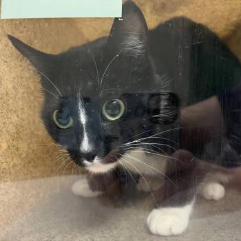 Pepe -  Domestic Short Hair Cat Available for Adoption in Reno, Nevada - Pepe | PetCurious