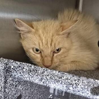 Cleveland 26-0388 -  Domestic Long Hair Cat for Adoption in Yanceyville, North Carolina - Cleveland 26-0388 | PetCurious