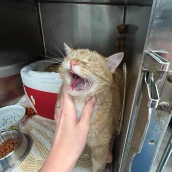Piper -  Domestic Short Hair Cat for Adoption in Port Charlotte, Florida - Piper | PetCurious