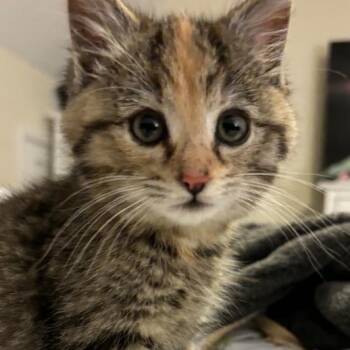 Tabby and Calico Cats Available for Adoption - Peanut | PetCurious