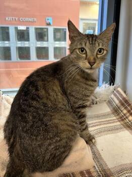 Domestic Short Hair Cats Available for Adoption in San Jose, California - CHERRY | PetCurious