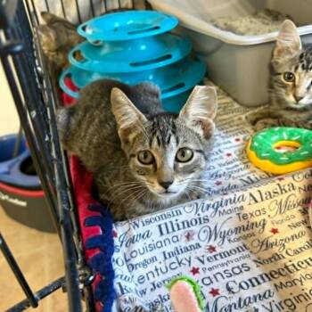 Scraps -  Domestic Short Hair Cat for Adoption in Stephenville, Texas - Scraps | PetCurious