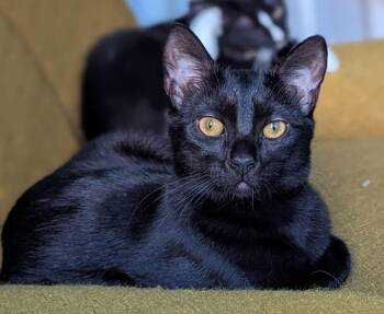 Pixie -  Domestic Short Hair Cat for Adoption in Bowie, Maryland - Pixie | PetCurious