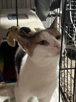 Domestic Short Hair Cats Available for Adoption in Greenwich Township, New Jersey - Ruby | PetCurious