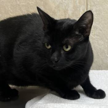 Rescue Domestic Short Hair Cats for Adoption in Honolulu, Hawaii - Goober | PetCurious