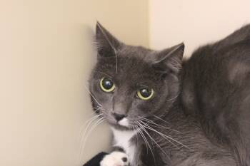 Rescue Domestic Short Hair Cats for Adoption in Cooperstown, New York - Sandy | PetCurious