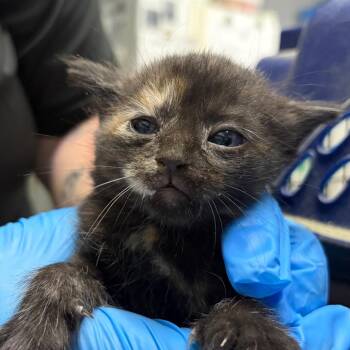 Domestic Short Hair Cats Available for Adoption in Summerville, South Carolina - Paprika | PetCurious