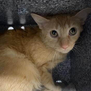 Buttercup -  Domestic Short Hair Cat for Adoption in League City, Texas - Buttercup | PetCurious