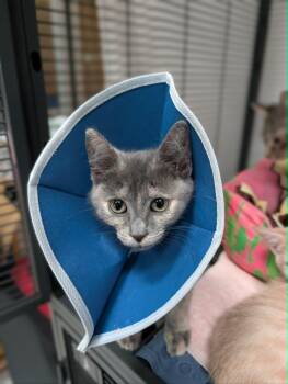 Princess Donut -  Domestic Short Hair Cat for Adoption in Chambersburg, Pennsylvania - Princess Donut | PetCurious