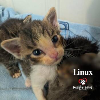 Linux Tux Litter:   Linux -  Domestic Short Hair and Extra Toes Cat Hemingway Polydactyl Cat for Adoption in Council Bluffs, Iowa - Linux Tux Litter:   Linux | PetCurious