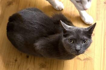 Peppy -  Domestic Short Hair Cat for Adoption in Albemarle, North Carolina - Peppy | PetCurious