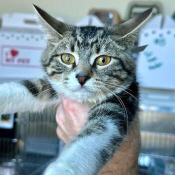 Domestic Short Hair Cats Available for Adoption - Sony | PetCurious