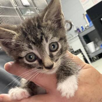 Thaddeus -  Domestic Short Hair Cat for Adoption in Falls Church, Virginia - Thaddeus | PetCurious