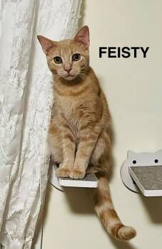 Rescue Domestic Short Hair Cats for Adoption in New York, New York - FEISTY N. - Playful Little Bug! | PetCurious