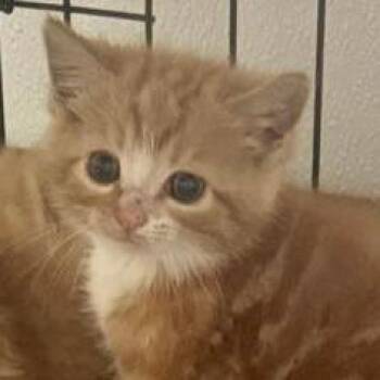 Chip -  Domestic Long Hair Cat for Adoption in Mooresville, North Carolina - Chip | PetCurious
