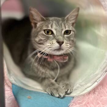 Domestic Short Hair Cats Available for Adoption in Philadelphia, Pennsylvania - Baby Banshee | PetCurious