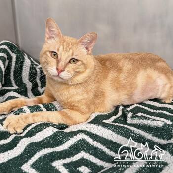 APRICOT -  Domestic Short Hair Cat for Adoption in Irvine, California - APRICOT | PetCurious