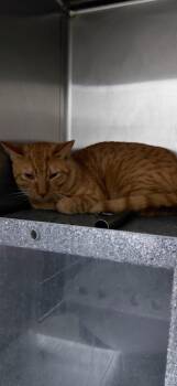 Domestic Short Hair Cats Available for Adoption in Henderson, North Carolina - Alec | PetCurious
