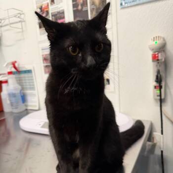 Blackjack -  Domestic Short Hair Cat Available for Adoption in Mankato, Minnesota - Blackjack | PetCurious