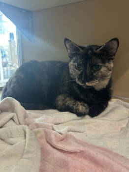 Rescue Domestic Short Hair Cats for Adoption in Leander, Texas - Fishbowl | PetCurious