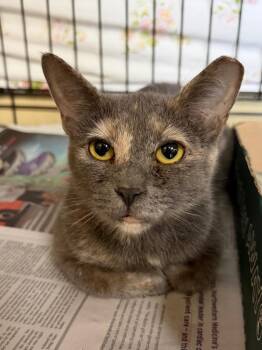 Arteza -  Domestic Short Hair Cat Available for Adoption in Cincinnati, Ohio - Arteza | PetCurious