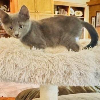 Domestic Short Hair Cats Available for Adoption - Bob Dylan | PetCurious