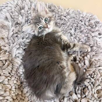 Yuma -  Domestic Short Hair Cat for Adoption in Agoura Hills, California - Yuma | PetCurious