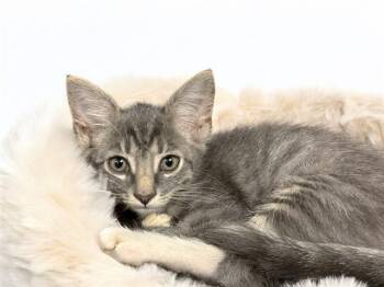 WATERMELON -  Domestic Short Hair Cat for Adoption in Fort Lauderdale, Florida - WATERMELON | PetCurious