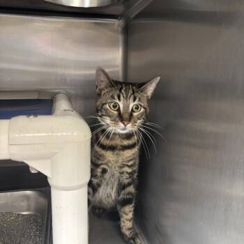 Alphonse -  Domestic Short Hair Cat for Adoption in Indianapolis, Indiana - Alphonse | PetCurious