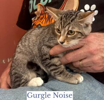 Gurgle Noise -  Domestic Short Hair Cat for Adoption in Berkeley Springs, West Virginia - Gurgle Noise | PetCurious