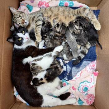 Chicatina -  Domestic Short Hair Cat for Adoption in Cumming, Georgia - Chicatina | PetCurious