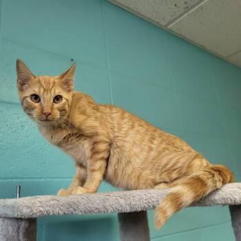 Rescue Domestic Short Hair Cats for Adoption in Chilton, Wisconsin - Kennedy | PetCurious