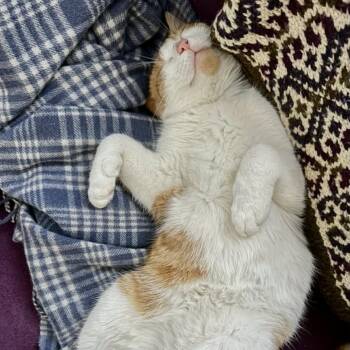 Domestic Short Hair Cats Available for Adoption - Delroy | PetCurious