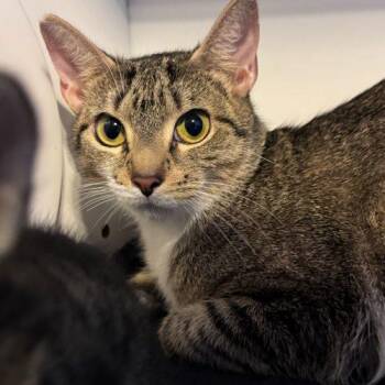 Domestic Short Hair Cats Available for Adoption in Toms River, New Jersey - Malarkey | PetCurious