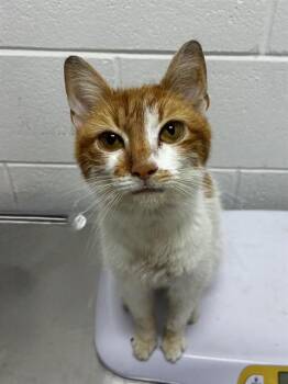 GINGER -  Domestic Short Hair Cat for Adoption - GINGER | PetCurious