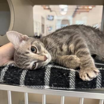 Ice Cream Truck -  Domestic Short Hair Cat for Adoption in Gloucester, Virginia - Ice Cream Truck | PetCurious