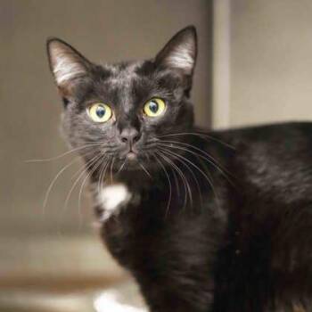 Domestic Short Hair Cats Available for Adoption - Benny | PetCurious