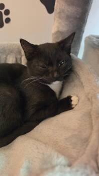 Domestic Short Hair Cats Available for Adoption in Hartville, Ohio - Sky | PetCurious